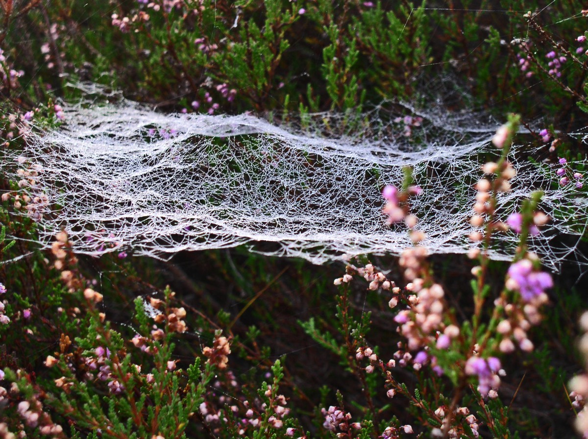 Självkännedom självutveckling drömmandets natus Ambres verktygen inre seende drömkurser kurslokal